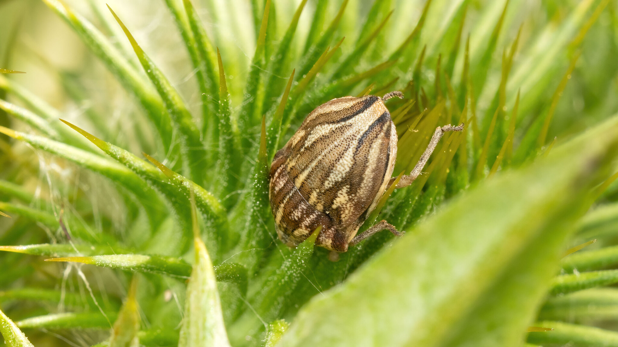 Scutelleridae Odontotarsus purpureolineatus