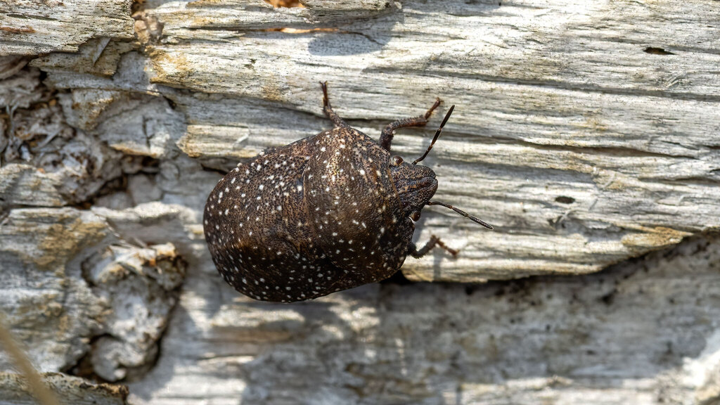 Scutelleridae Psacasta exanthematica