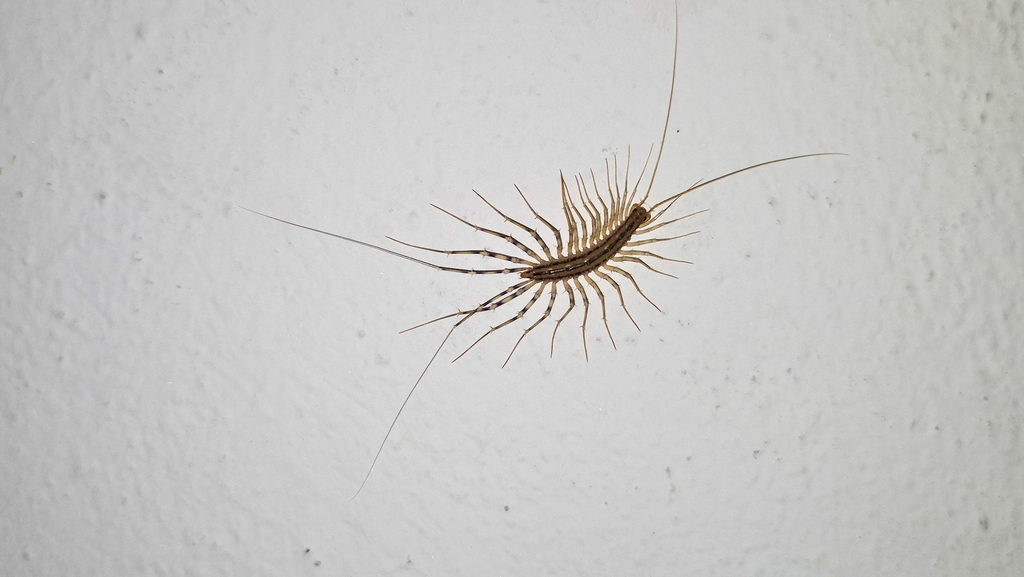 Scutigeridae Scutigera