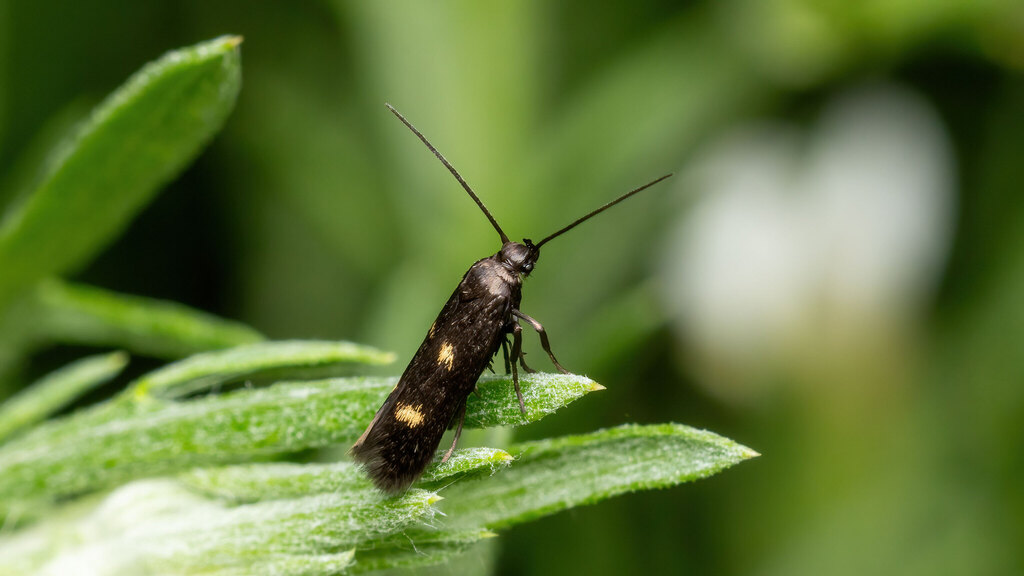 Scythrididae Parascythris muelleri