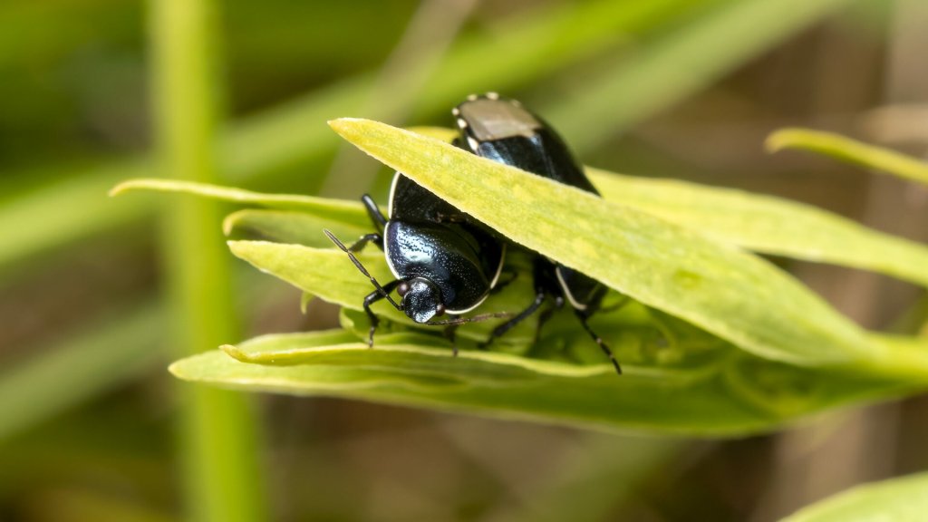 Canthophorus impressus
