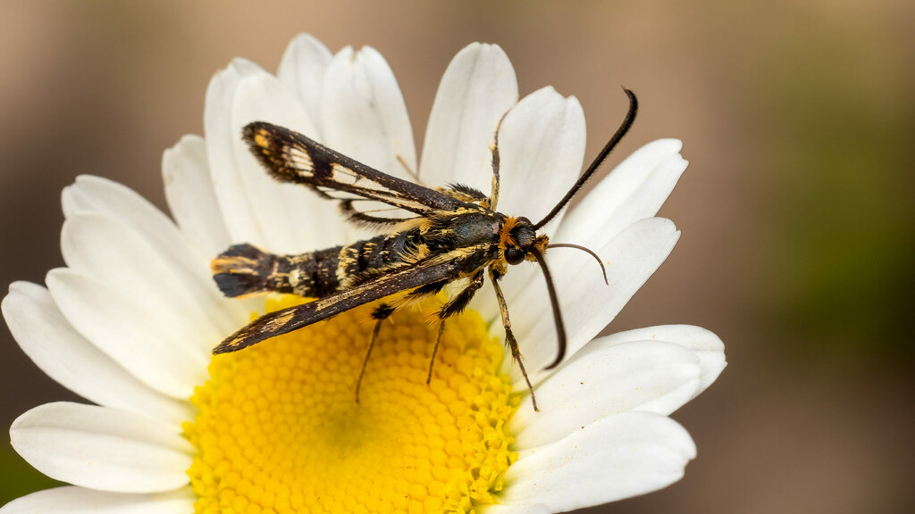 Sesiidae Chamaesphecia empiformis