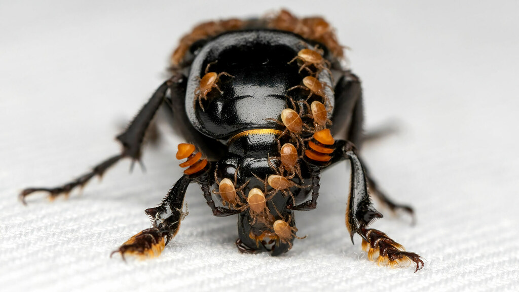 Silphidae Nicrophorus humator