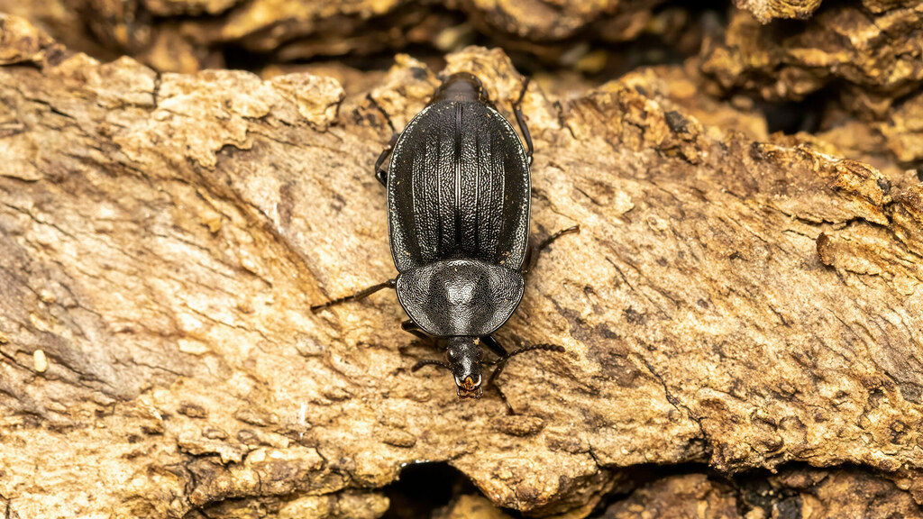Silphidae Phosphuga atrata