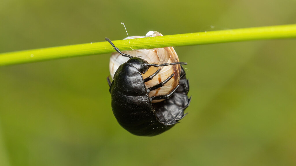 Silphidae Silphinae