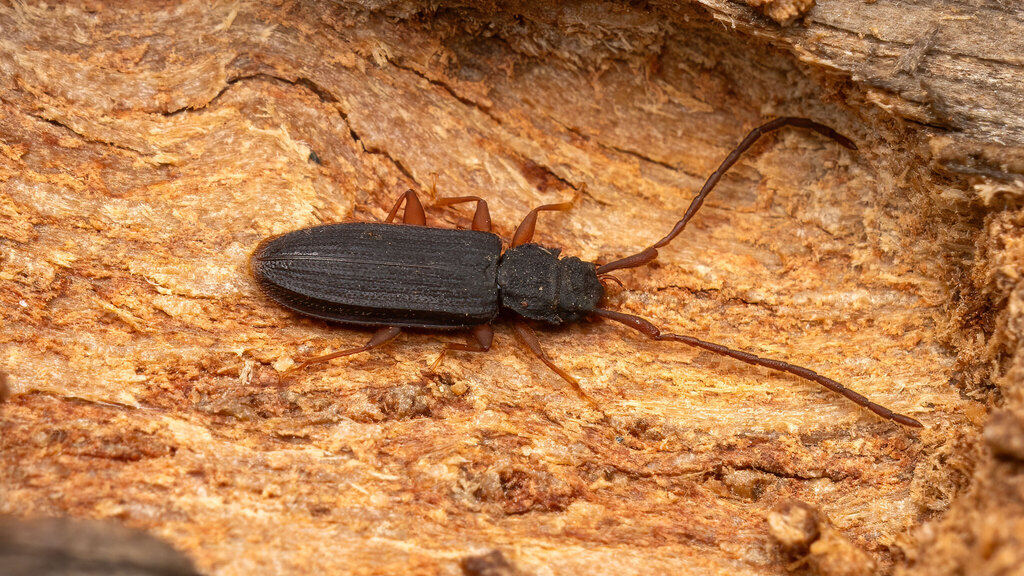Silvanidae Uleiota planata