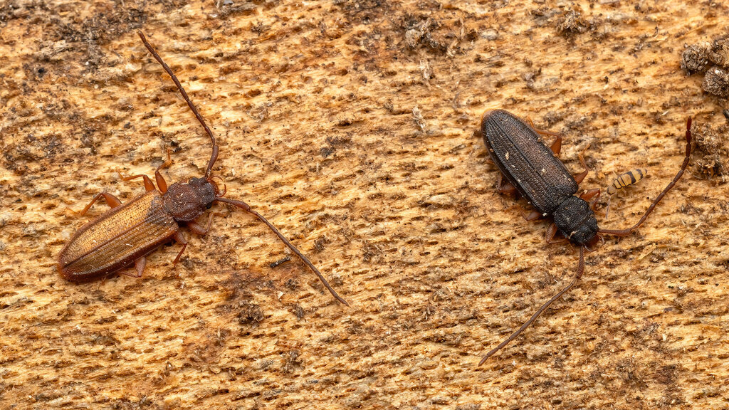 Silvanidae Uleiota planata