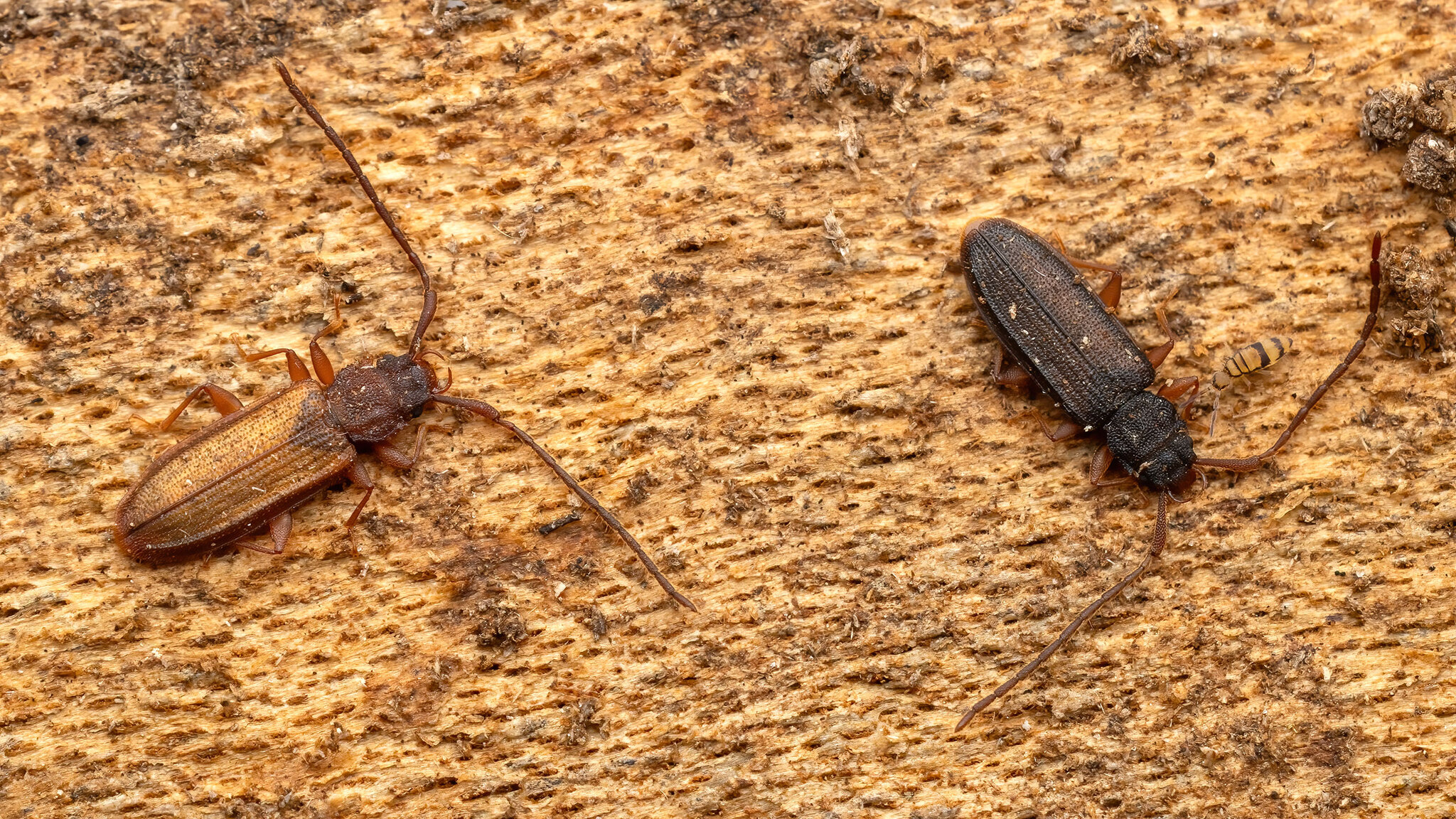 Silvanidae Uleiota planata