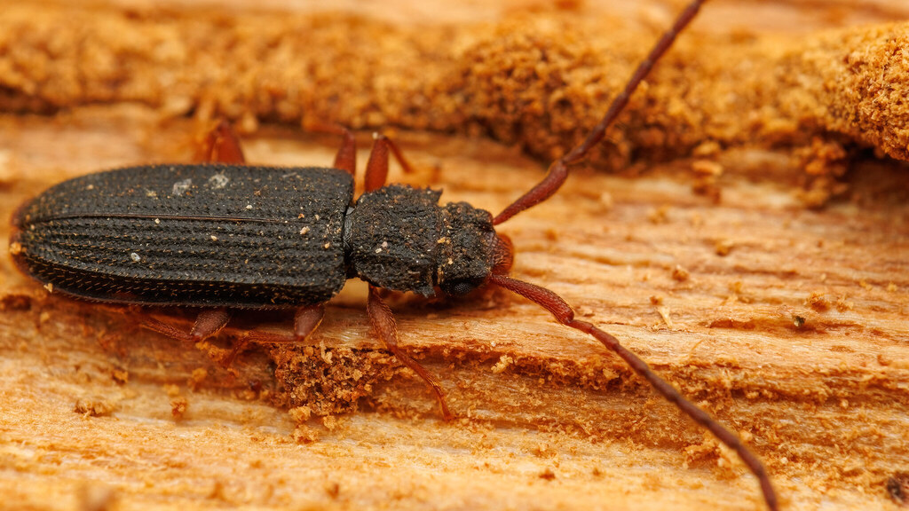 Silvanidae Uleiota planata