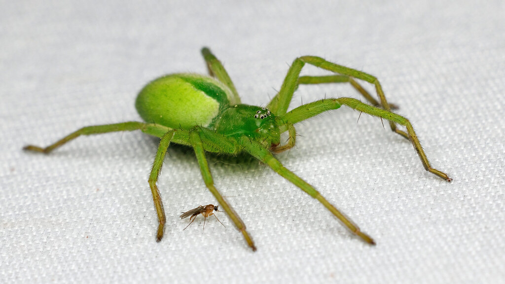 Sparassidae Micrommata virescens