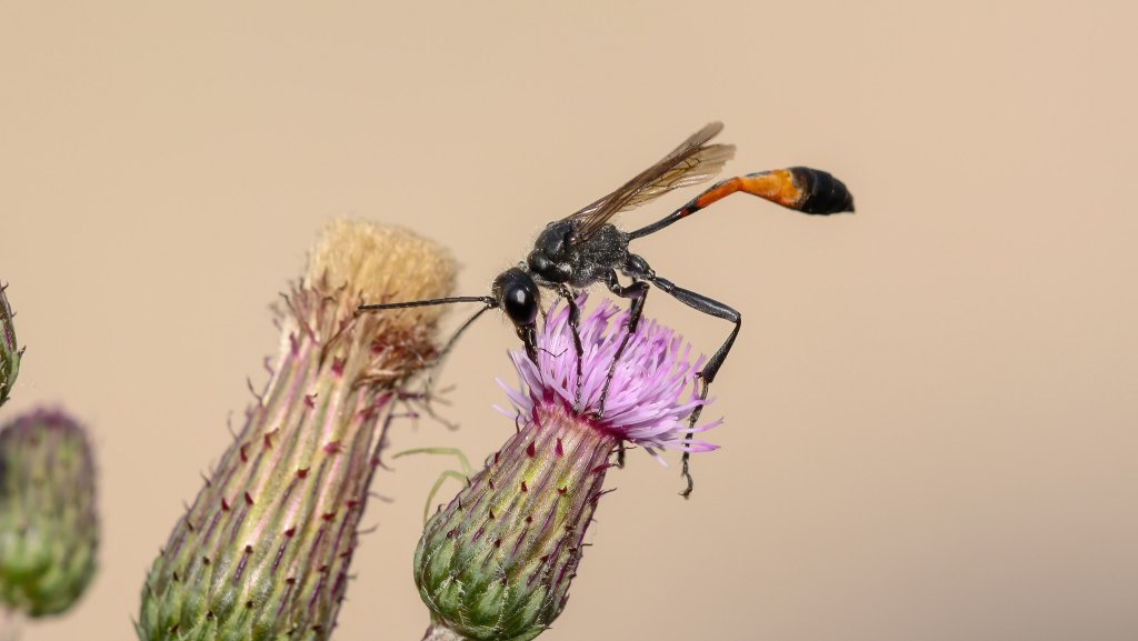 Ammophila sabulosa