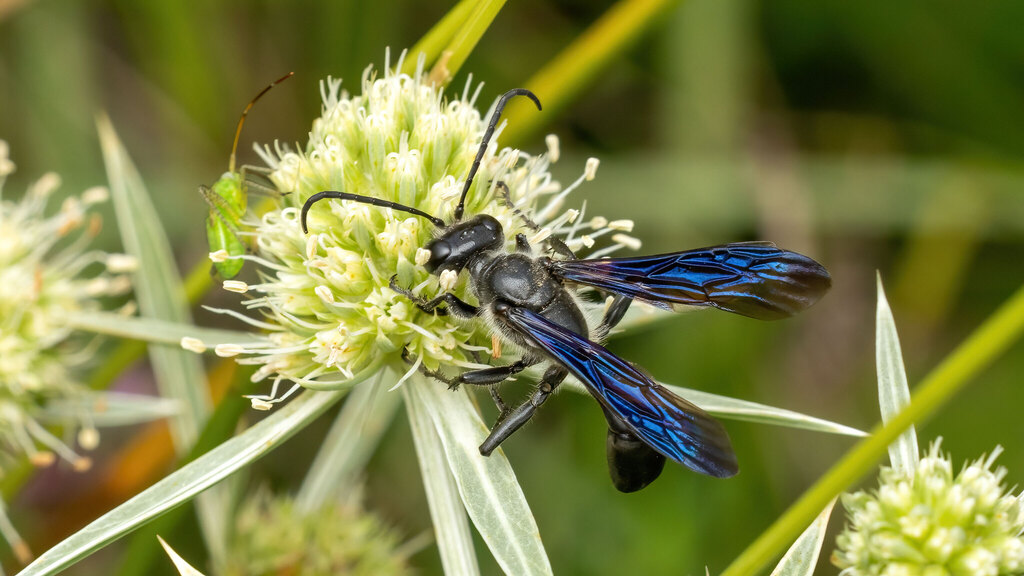 Sphecidae Isodontia mexicana