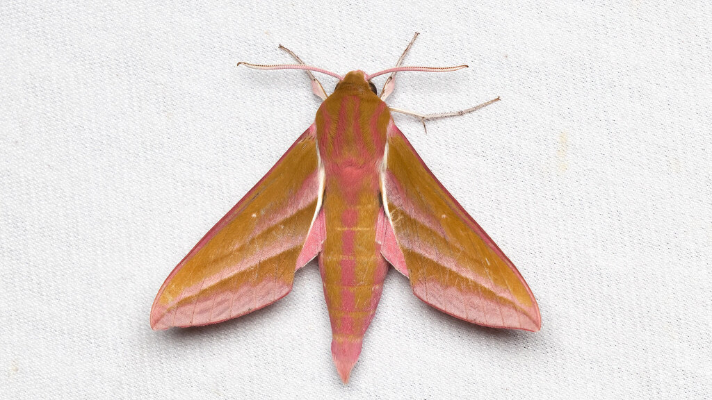 Sphingidae Deilephila elpenor