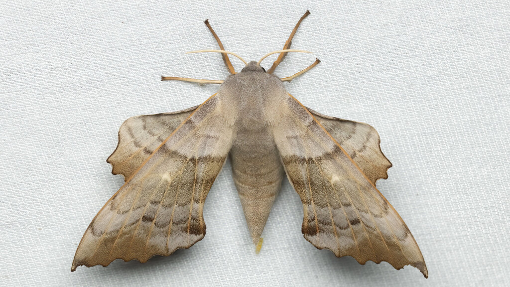 Sphingidae Laothoe populi