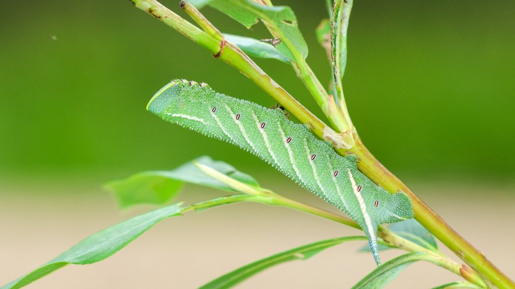 Smerinthus ocellata