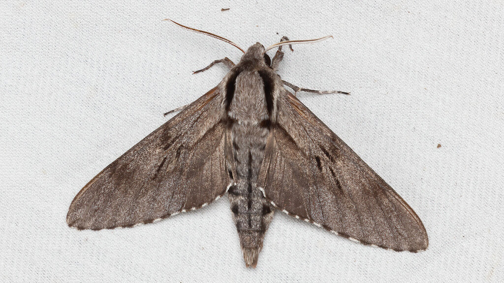Sphingidae Sphinx pinastri