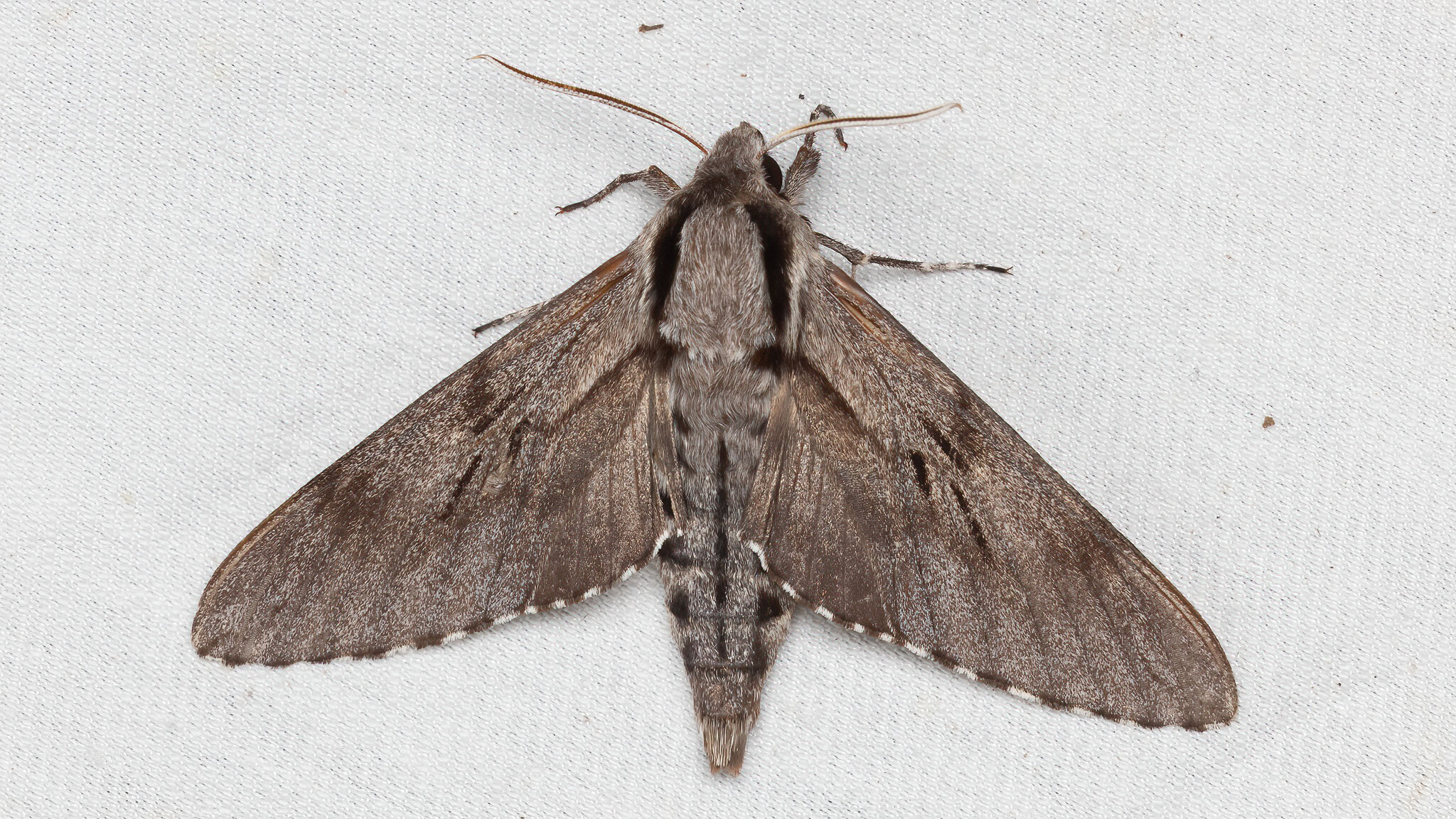 Sphingidae Sphinx pinastri