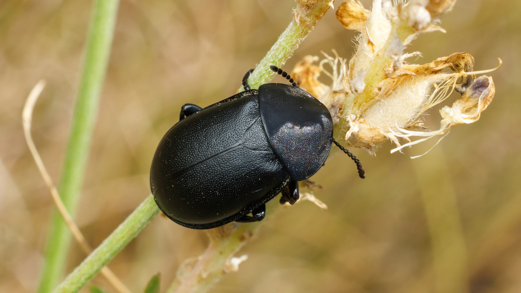 Ablattaria laevigata