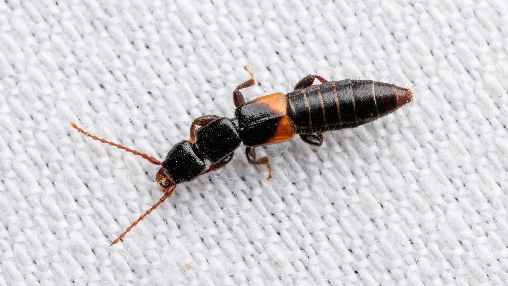 Achenium sp.