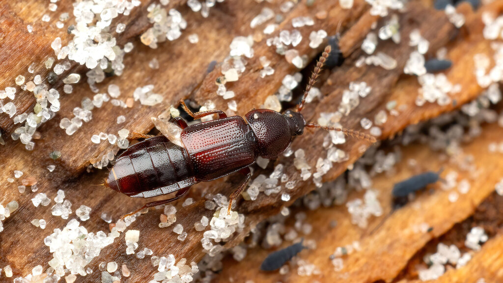 Staphylinidae Acidota crenata