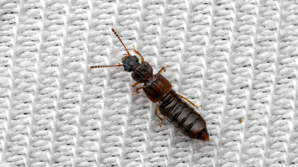 Staphylinidae Anotylus rugosus