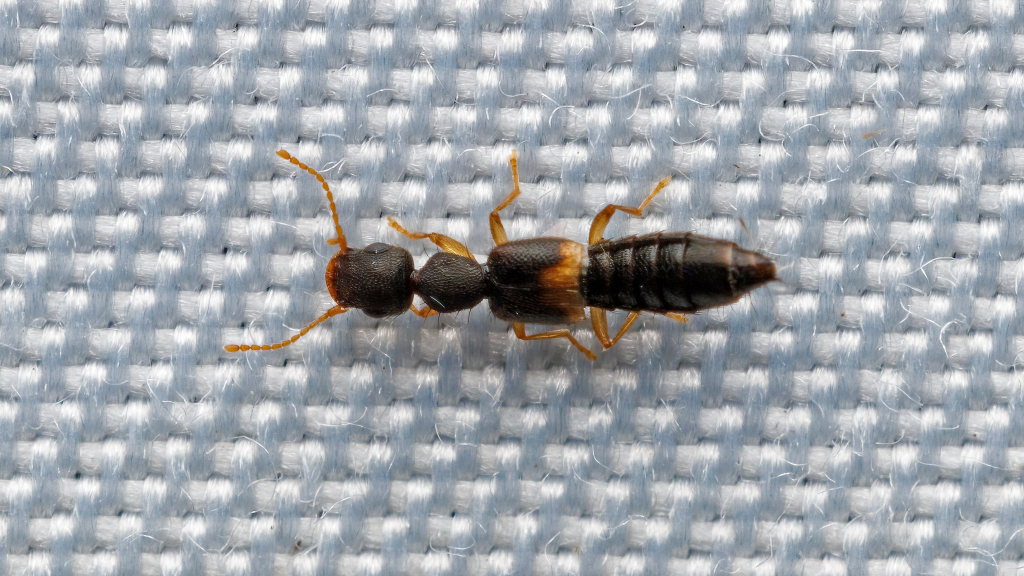 Astenus sp.