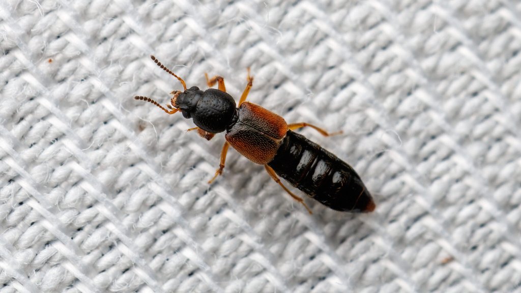 Bledius sp.