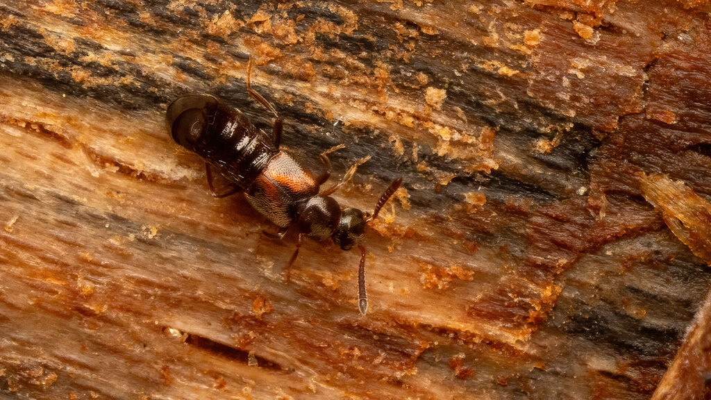 Staphylinidae Bolitochara obliqua