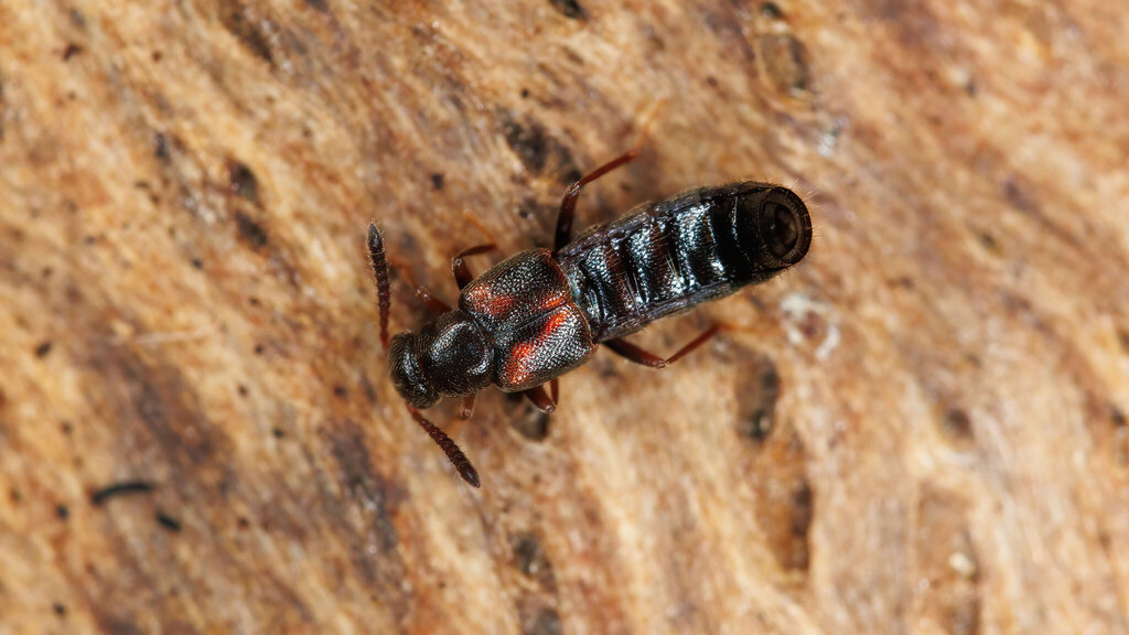 Staphylinidae Bolitochara obliqua