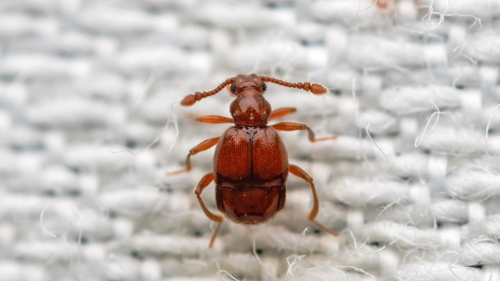 Brachygluta sp.