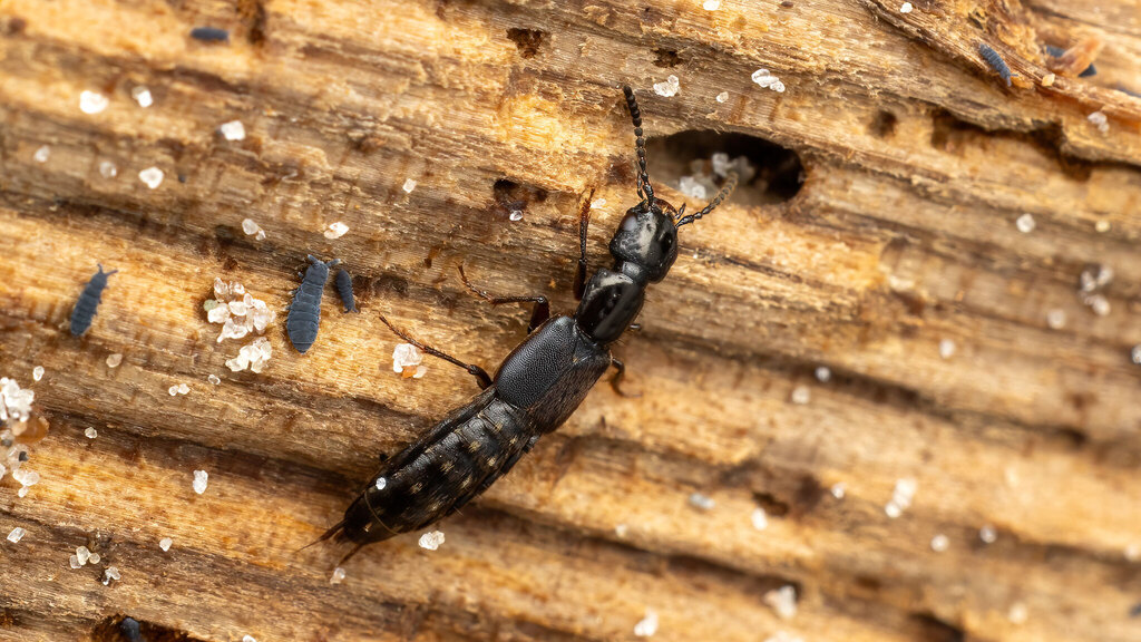 Staphylinidae Cafius xantholoma