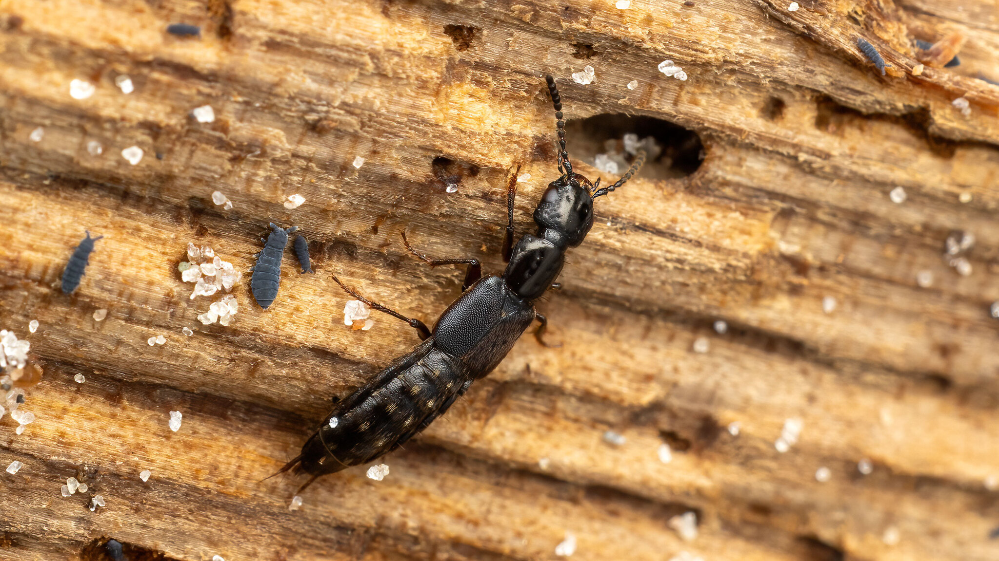 Staphylinidae Cafius xantholoma