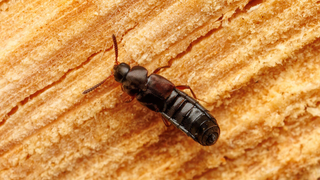 Staphylinidae Euryusa castanoptera