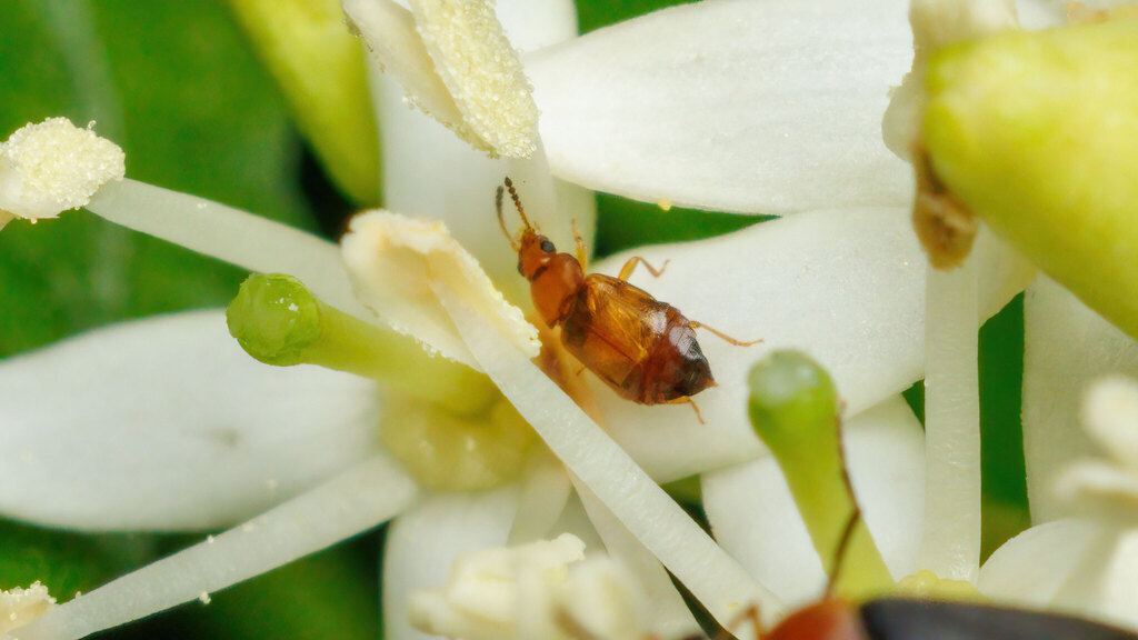 Staphylinidae Eusphalerum