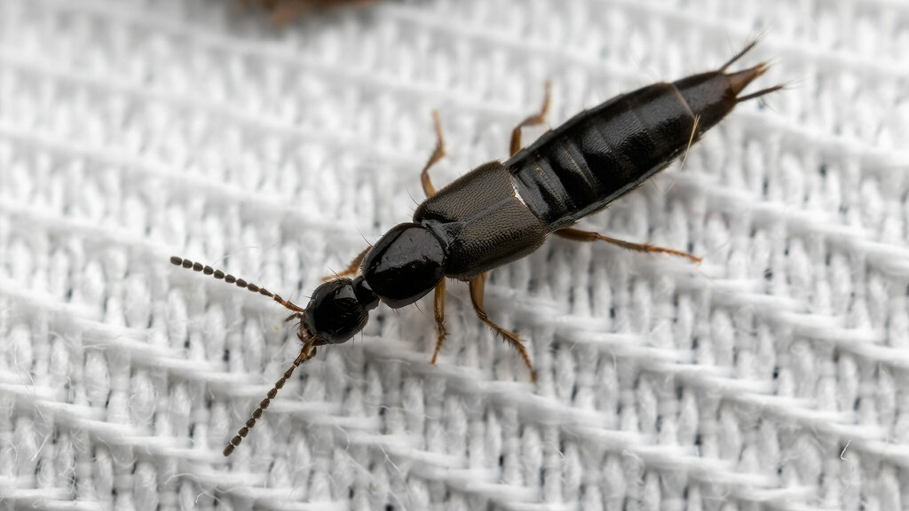 Staphylinidae Gabrius