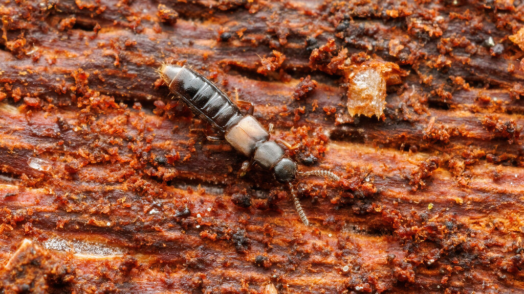 Staphylinidae Homalota plana
