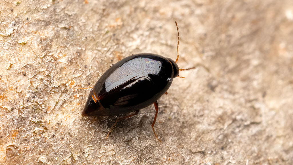 Staphylinidae Scaphisoma