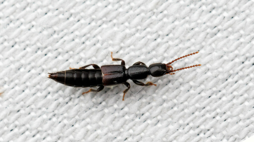 Staphylinidae Lathrobium brunnipes