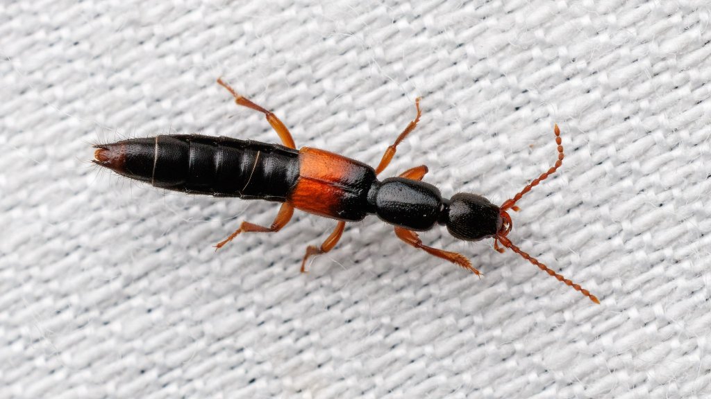 Lathrobium sp.