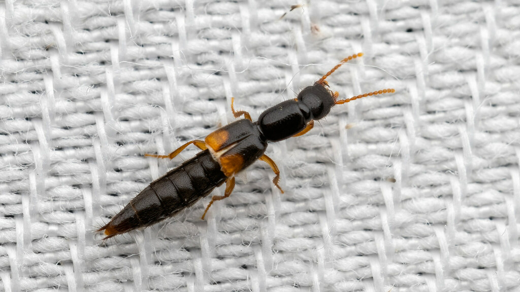 Staphylinidae Leptobium gracile