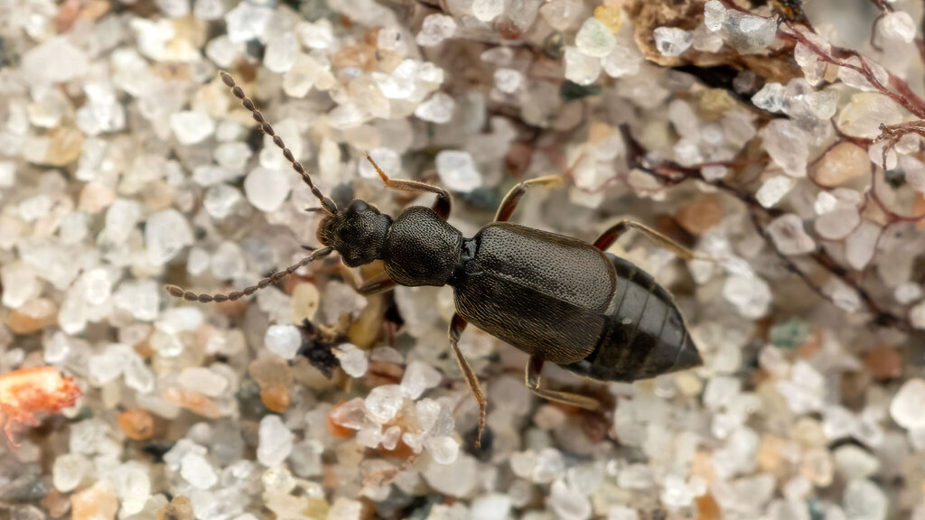 Staphylinidae Lesteva longoelytrata
