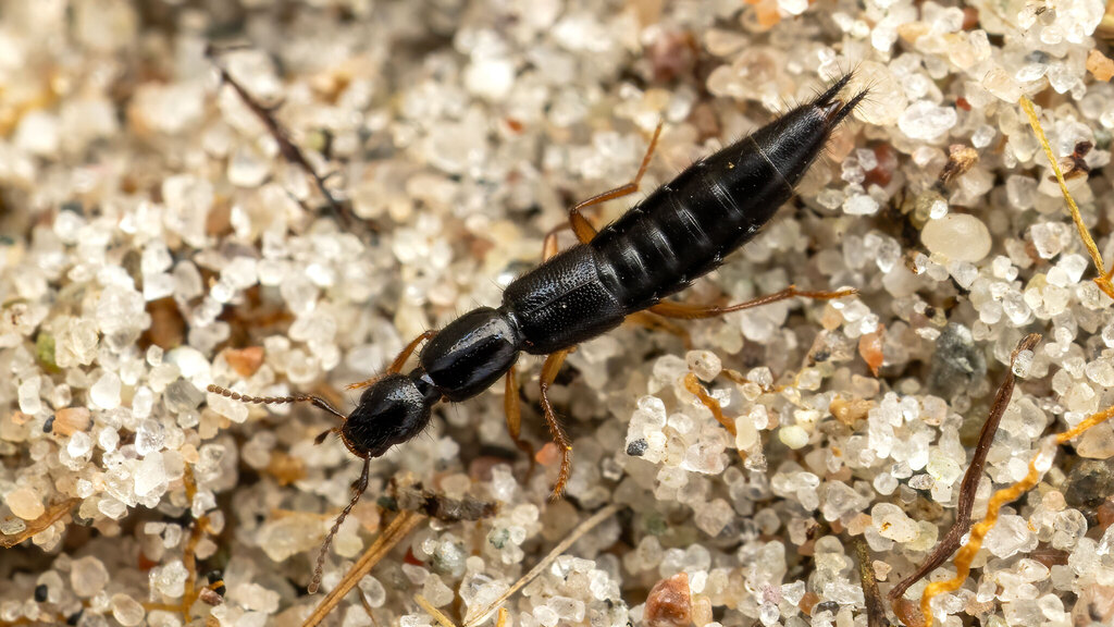 Staphylinidae Ochthephilum