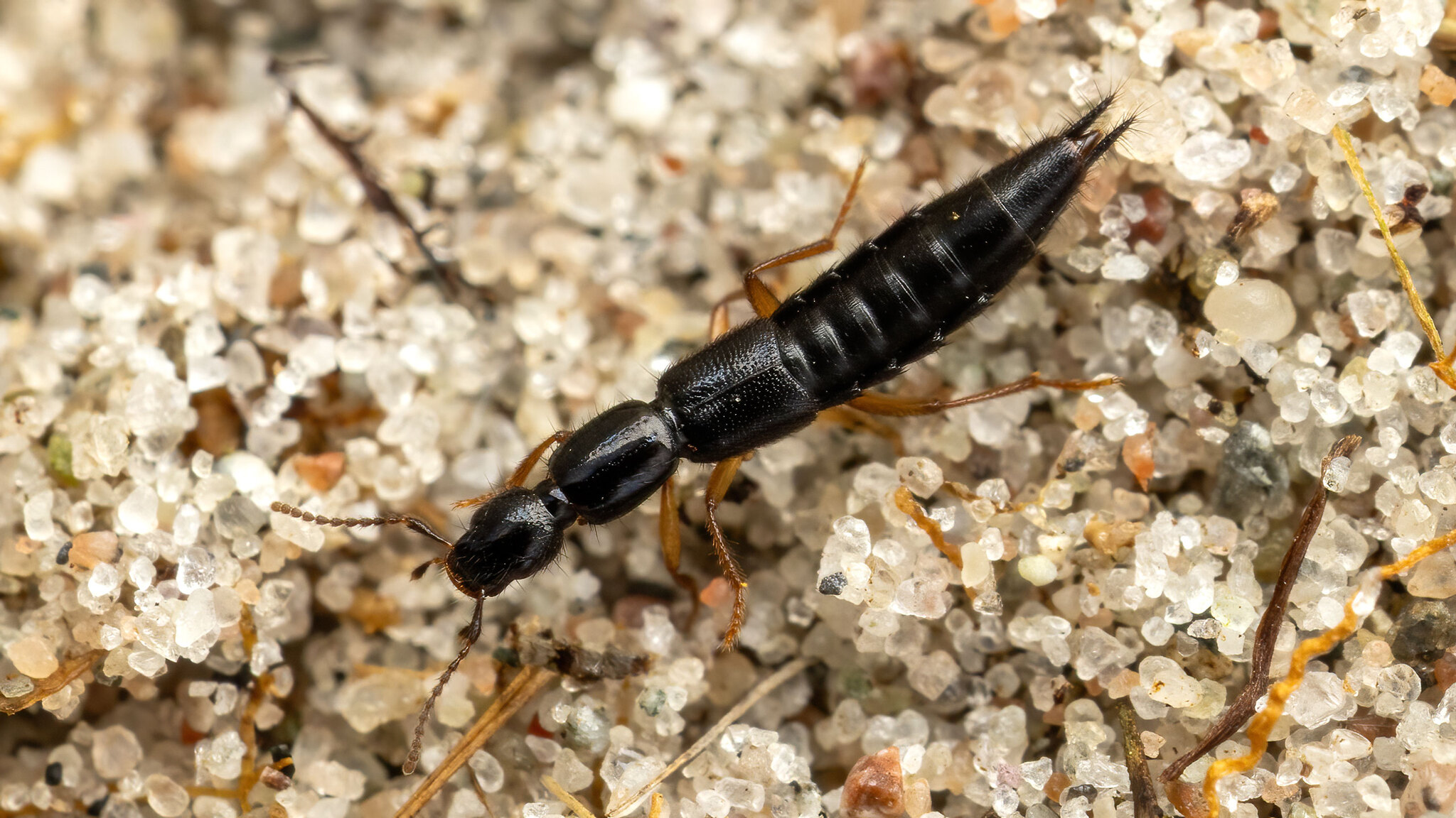 Staphylinidae Ochthephilum
