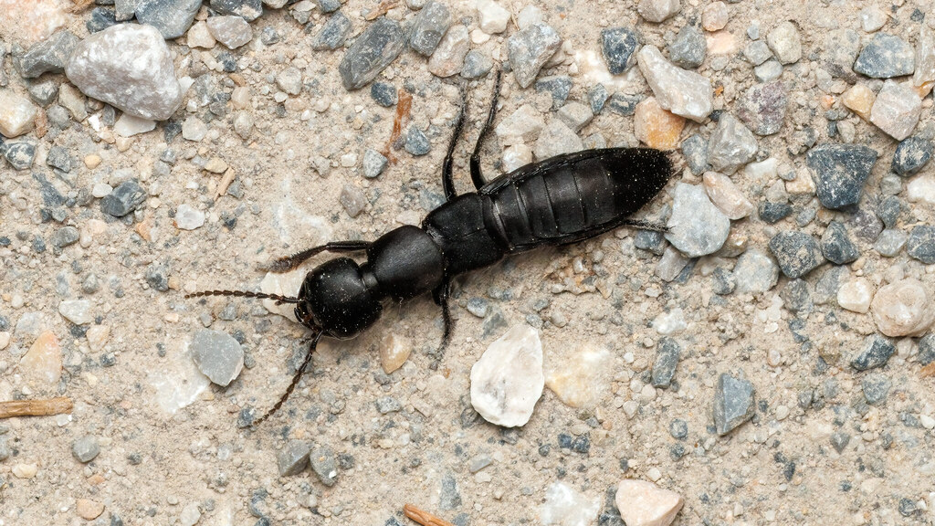 Staphylinidae Ocypus