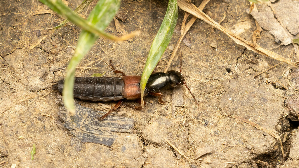 Staphylinidae Ocypus fulvipennis