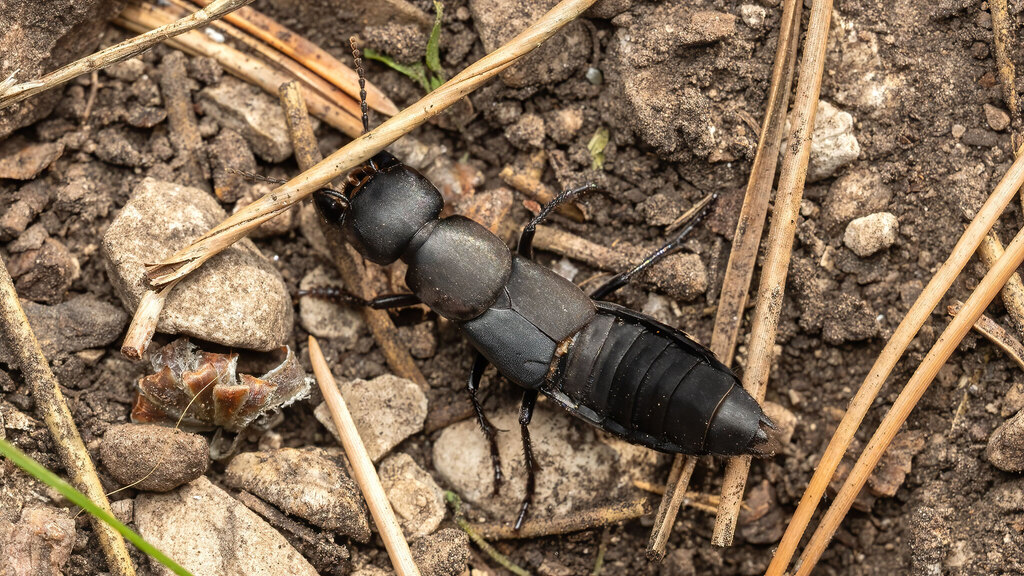 Staphylinidae Ocypus olens