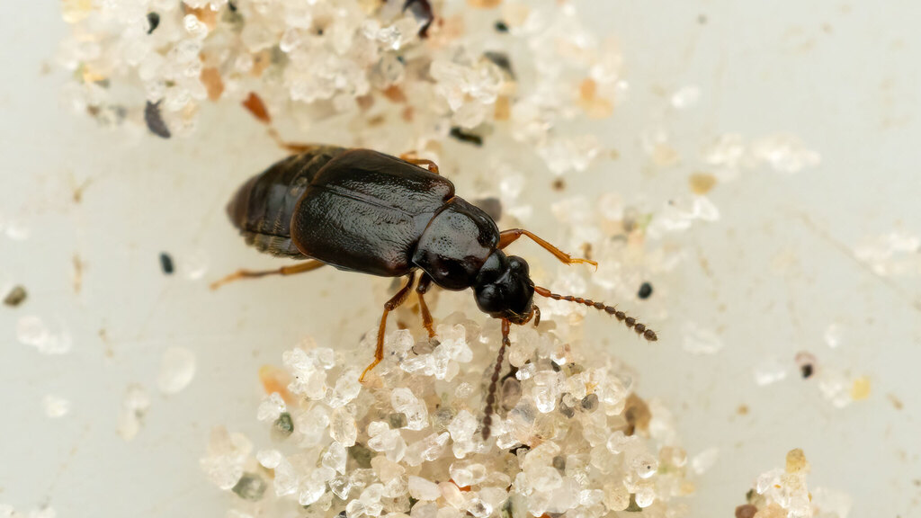 Staphylinidae Omalium laeviusculum