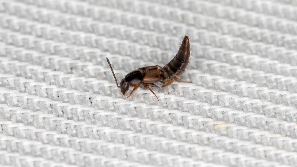 Staphylinidae Oxypoda acuminata