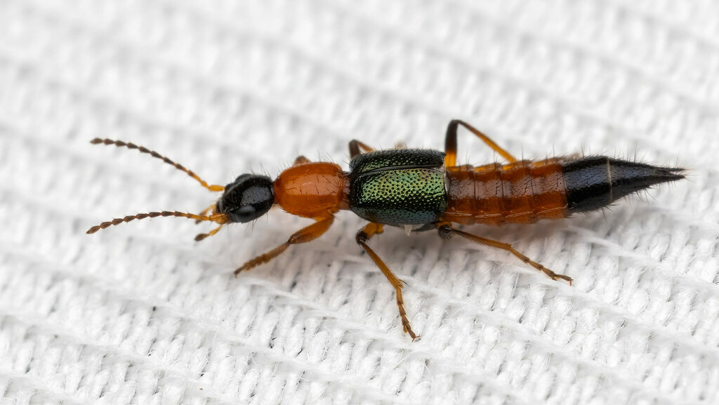 Staphylinidae Paederus