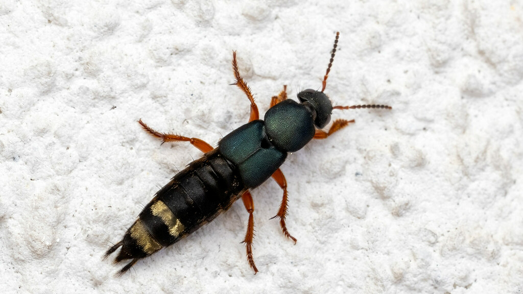 Staphylinidae Platydracus fulvipes